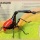 Le livre extraordinaire des insectes et araignées - Barbara Taylor (texte) et Val Walerczuk (illustrations)